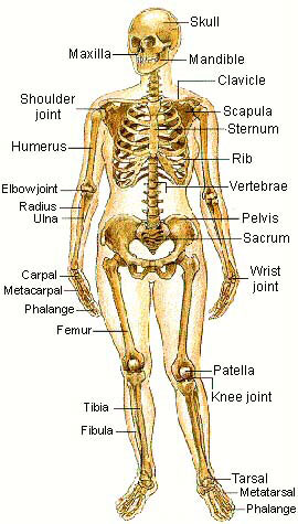 The body's framework