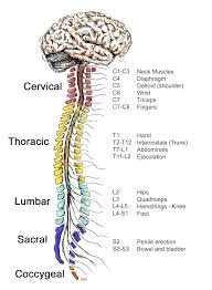 Parts of the spine