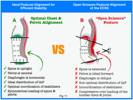 Hip Pelvis musculature II