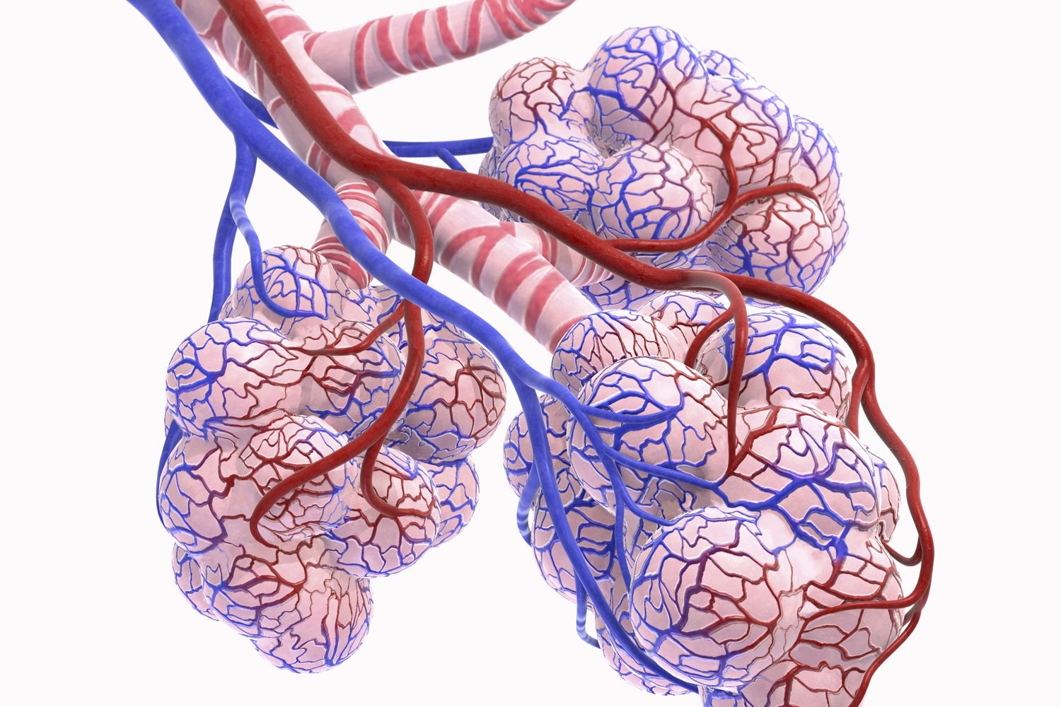 alveoli