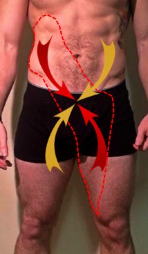 Anterior Oblique System